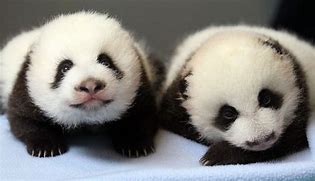 Image result for As Cute Baby Panda Wallpaper