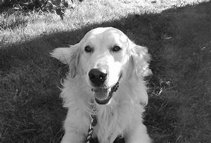 Image result for Types of Retriever Dogs