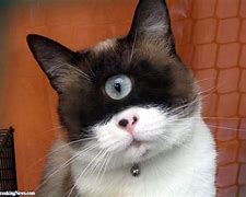 Image result for Adult Cat with Cyclopia