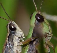 Image result for Seasoned Crickets