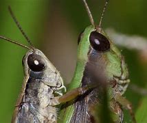 Image result for Crickets of Peru