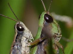 Image result for Cute Cartoon Crickets