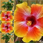 Image result for Largest Seeds in the Tropics