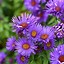 Image result for Aster novi-belgii Marie Ballard