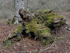 Image result for agorrista