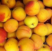 Image result for Apricot