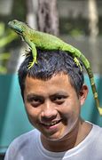 Image result for All Lizards