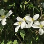 Image result for Clematis Montana Grandiflora