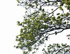 Image result for Tree Branch PNG