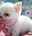 Image result for Chihuahua Puppies Cutest