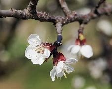 Image result for Prunus armeniaca Tom Cot (r)