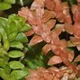 Selaginella helvetica 的图像结果