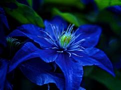 Image result for Blue Flower Screensavers and Wallpaper