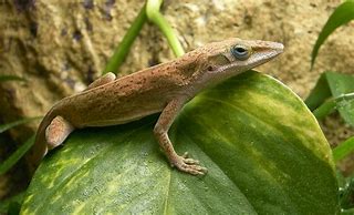 Image result for Green Anole Lizard Changes Color