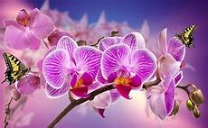 un orchidea da regalare alle orchidea l habitat e le cure di cui ha bisogno per essere un orchidea da regalare alle orchidea l habitat e le cure di cui ha bisogno per essere