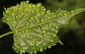 Image result for Grape Leaf Pests
