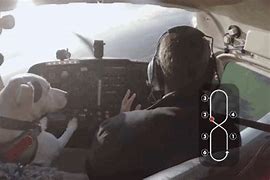 Image result for Dog Flying Plane Meme