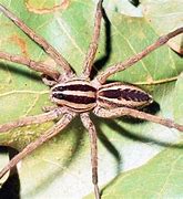 Image result for Spiders Native to Texas