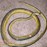 Image result for Kill Bill Snakes Assassin's