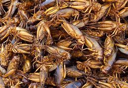 Image result for Dried Fried Crickets