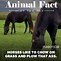 Image result for Random Animal Facts