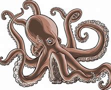 Image result for Octopus On Rock Clip Art