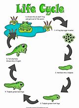 Image result for Life Cycle of a Frog Poster
