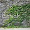 Image result for Vines Growing On Wall