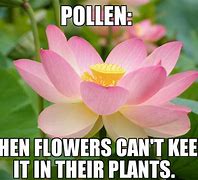 Image result for Pollen Meme