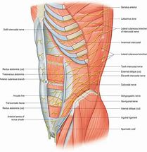 Image result for Abdominal Lateral