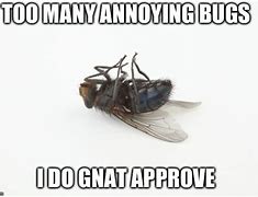 Image result for Long Nose Bug Meme