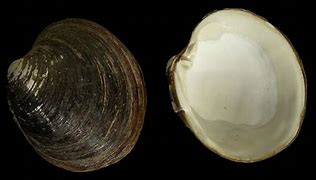 Image result for Arctica Islandica Ocean Quahog