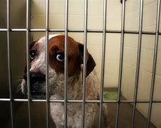 Image result for Enfield CT Dog Pound