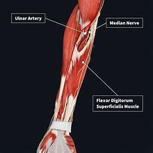 Image result for Forearm Muscle Anatomy