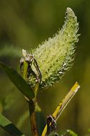 Image result for Vine with Milkweed Like Pods in North Carolina