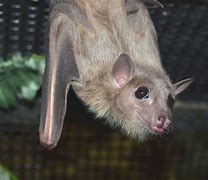 Image result for CC0 Bats