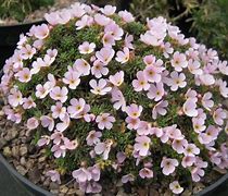 Image result for Androsace carnea x pyrenaica
