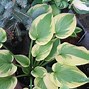 Bilderesultat for Hosta Red Dragon