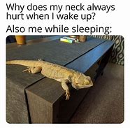 Image result for lizards meme