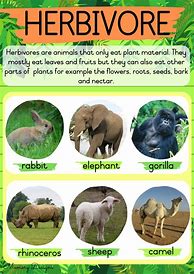 Image result for Hello Everything Carnivore Herbivore