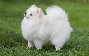 Image result for Pomeranian Dog Colors