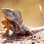 Image result for Male Frilled Lizard