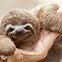 Image result for Baby Sloth Wallpaper