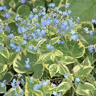 Image result for Brunnera macrophylla Hadspen Cream