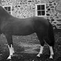 Image result for Morning Glory Horse Book