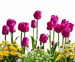 Image result for Tulip Bulbs from Netherlands