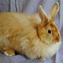 Image result for Very Large Rabbit