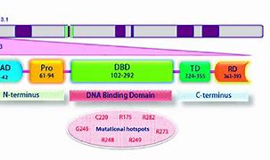 Image result for TP53 PTEN Gene Mutation
