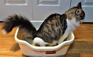 Image result for How to Train Cat to Use Litter Box