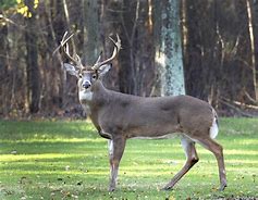 Image result for deer